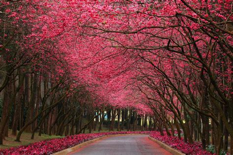 pink forest beautiful places  places   world shut