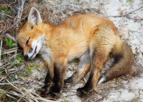 sleepy fox kit photograph by vicki jauron