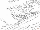 Mockingbird Coloring Pages Northern Tree Printable Trunk Color Nothern Birds Texas Template Version Click Designlooter Public Drawings Categories sketch template