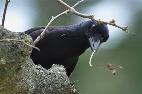 crows   good  making tools scientists  discovered