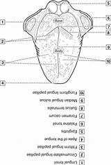  sketch template