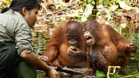 orangutan jungle school season  episode  tots teens  tantrums full show  cbs