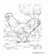 Rhode Rooster sketch template