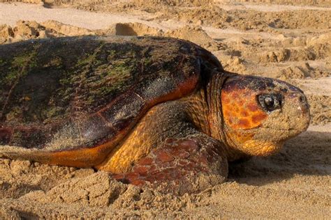 female loggerhead sea turtles  return   place  birth