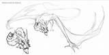 Smaug Dragon Drawing Sketch Coloring Pages Teggy Deviantart Template Getdrawings sketch template