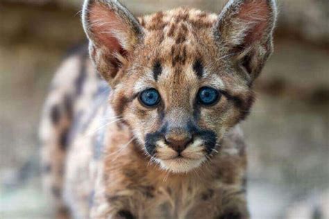 baby mountain lion  theyre called facts images