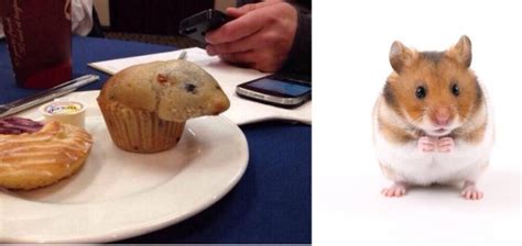 We Don’t Know Whether To Eat This Muffin That Looks Like A Hamster Or