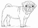 Pug Coloring Pages Dog Draw Cute Printable Drawing Pugs Puppy Print Kids Step Color Dogs Simple Mops Drawings Getdrawings Tutorials sketch template