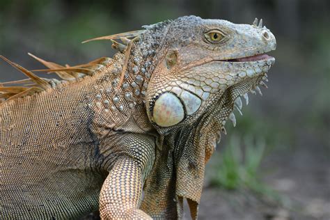 green iguana animals pinterest iguanas green iguana  green