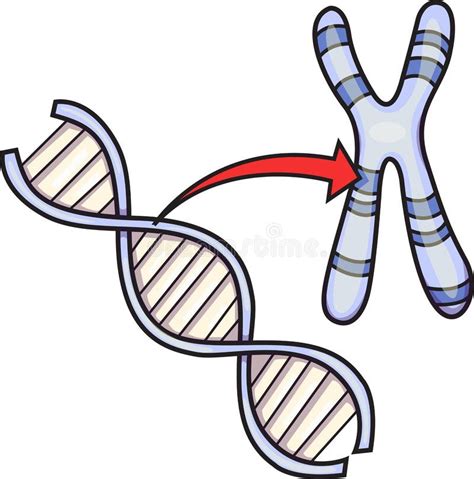 X Et Paires Chromosomes Y Ou Génétique Il Y A Des Paires Comme Illustré