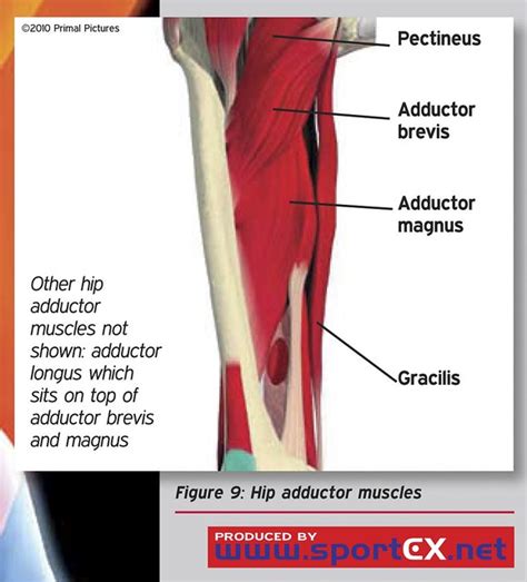 Hip Adductor Muscles Flickr Photo Sharing