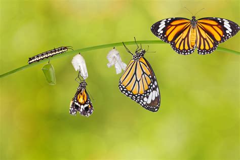 mesmerizing video    caterpillar   butterfly