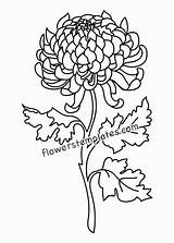 Chrysanthemum Flower Coloring Pages Pdf sketch template
