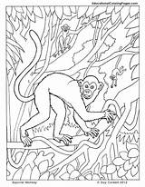 Monkey Coloring Pages Book Kids Squirrel Primates Orangutan Printable Books Animal Jungle Rainforest Two Animals Colouring Color Educationalcoloringpages Comments Popular sketch template