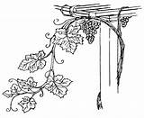 Vine Coloring Grapevine Clipart Grapes Tattoo Pages sketch template