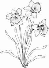 Coloring Narcissus Daffodils Daffodil Pages Flowers Printable Flower Drawing Gladiolus Select Category Color Paperwhite Narzissen Drawings Cartoons Crafts Supercoloring Tattoo sketch template