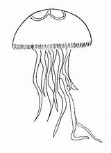 Medusas Medusa Colorear Meduzy Kolorowanki Descarga Animaatjes sketch template