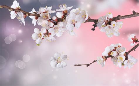 blossom full hd wallpaper  background image  id