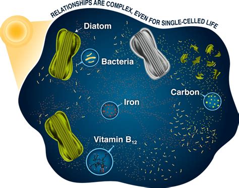 psychotherapy  plankton oceanus magazine