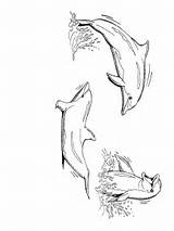 Kleurplaat Dolfijn Dolfijnen Kleurplaten Delfine Lumba Dolphins Mewarnai Delphin Dauphin Bergerak Delfini Animaatjes Malvorlage Kleurplaatjes Malvorlagen1001 Kleurplatenwereld Coloriages Animate Beoordelingen sketch template