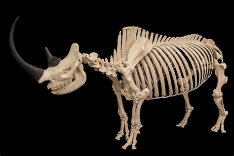 rhino skeleton credit  veterinary anatomy world facebook