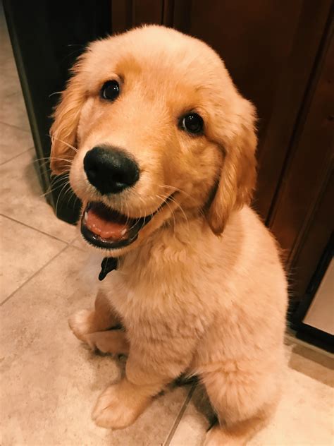 smiling golden retriever puppy  start  day
