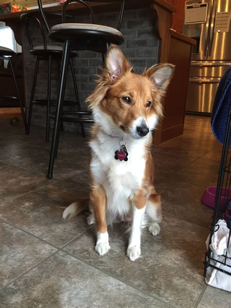 sheltieterrier mix   told  mom   sheltie shes   year