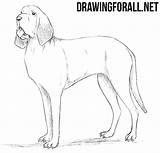 Bloodhound Draw Drawing Drawingforall Ayvazyan Stepan Tutorials Animals Posted sketch template