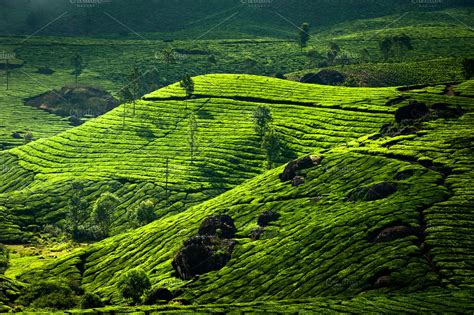 tea plantations india high quality nature stock  creative market