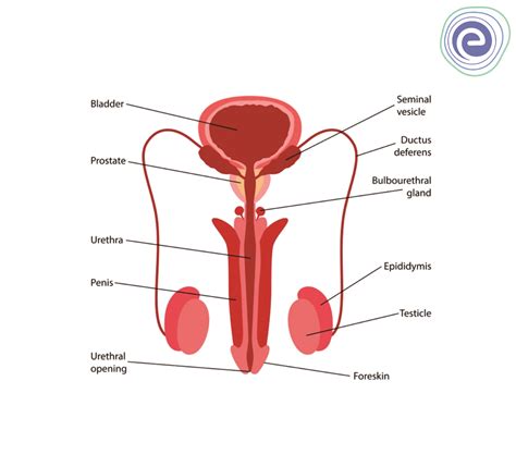 male reproductive system diagram parts and function embibe