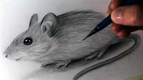 draw  realistic mouse employeetheatre jeffcoocctax