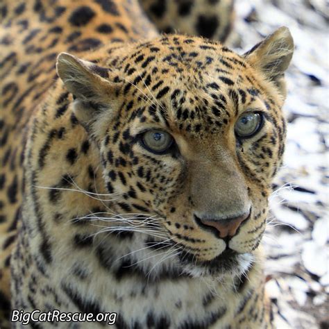 sundari leopard has the prettiest face her stare is so intense it is