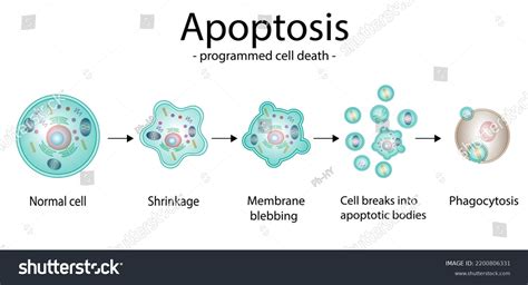 apoptosis programmed cell death aging process stock illustration