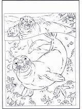 Seals Water Funnycoloring Animals Coloring Pages Advertisement sketch template