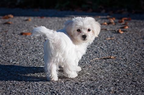 adorable toy dog breeds  brighten  day animal bliss