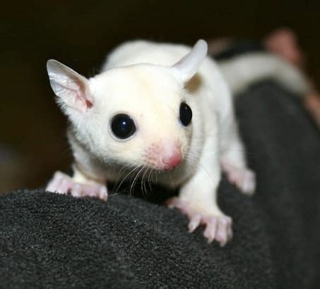white sugar gliders  amazing facts  pictures thepetfaq