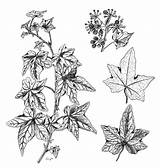 Hedera Helix Poison Illustration Plant Australian Ivy Botanical Drawing Plants Illustrations Flower Gov Au Anbg Draw Information Tattoo A4 Leaves sketch template