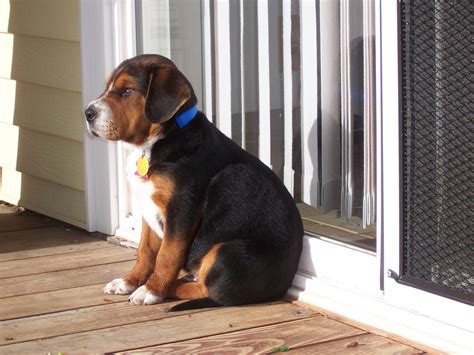 month  puppy retreiver biting vet beagle dogs city data