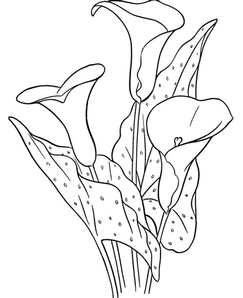 coloring pages  coloring pages  kids flower coloring