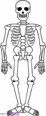Esqueleto Huesos Skeletal Calaveras Skeletons Shark Kidsplaycolor Albanysinsanity sketch template
