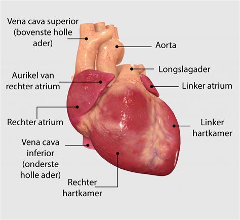 hoe werkt het hart healthy heartorg