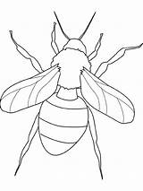Coloring Wasp Pages Getcolorings Clip sketch template