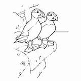 Puffin Puffins Designlooter 36kb 230px Momjunction sketch template