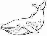 Baleine Whale Coloriage Ballena Animaux Marins Coloriages Colorier Gray sketch template