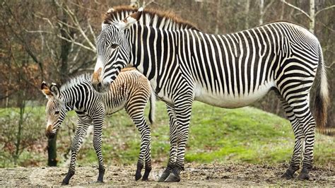 zeldzaam zebraveulen geboren  safaripark beekse bergen rtl nieuws