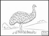 Emu Australian sketch template