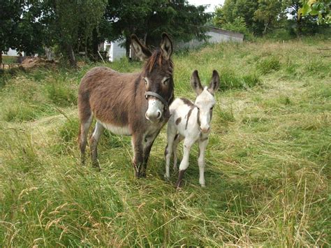 weideauftrieb auf dem weidenfelder hof ziegen und esel grasen fuer das