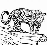Coloring Pages Jaguar Jacksonville Jaguars Animal Animals Jungle Color Drawings Kids Sheets Letter Getcolorings Getdrawings Search sketch template
