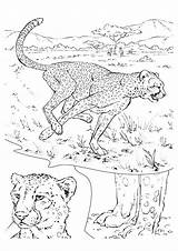 Cheetah Coloring Pages Jungle Parentune Worksheets sketch template