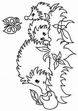 Coloring Pages Hedgehogs Hedgehog Print sketch template